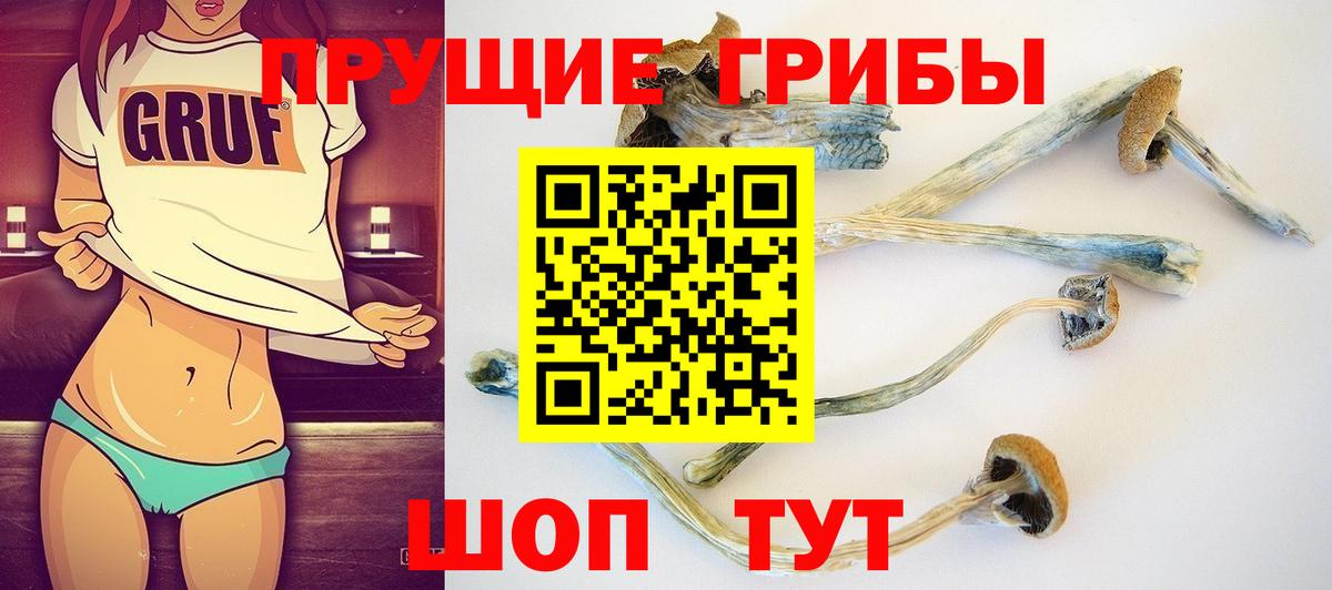 Славгород  наркошоп  Вход с VPN  Псилоцибиновые грибы GOLDEN TEACHER 